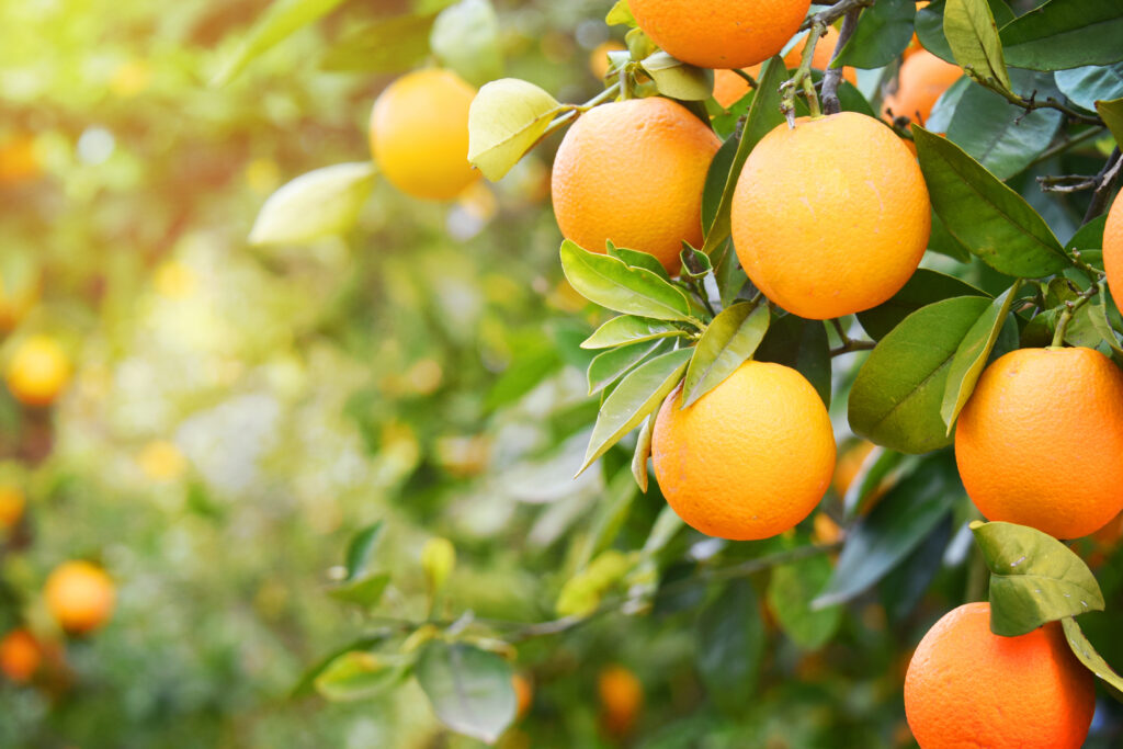 Bio-fungicides