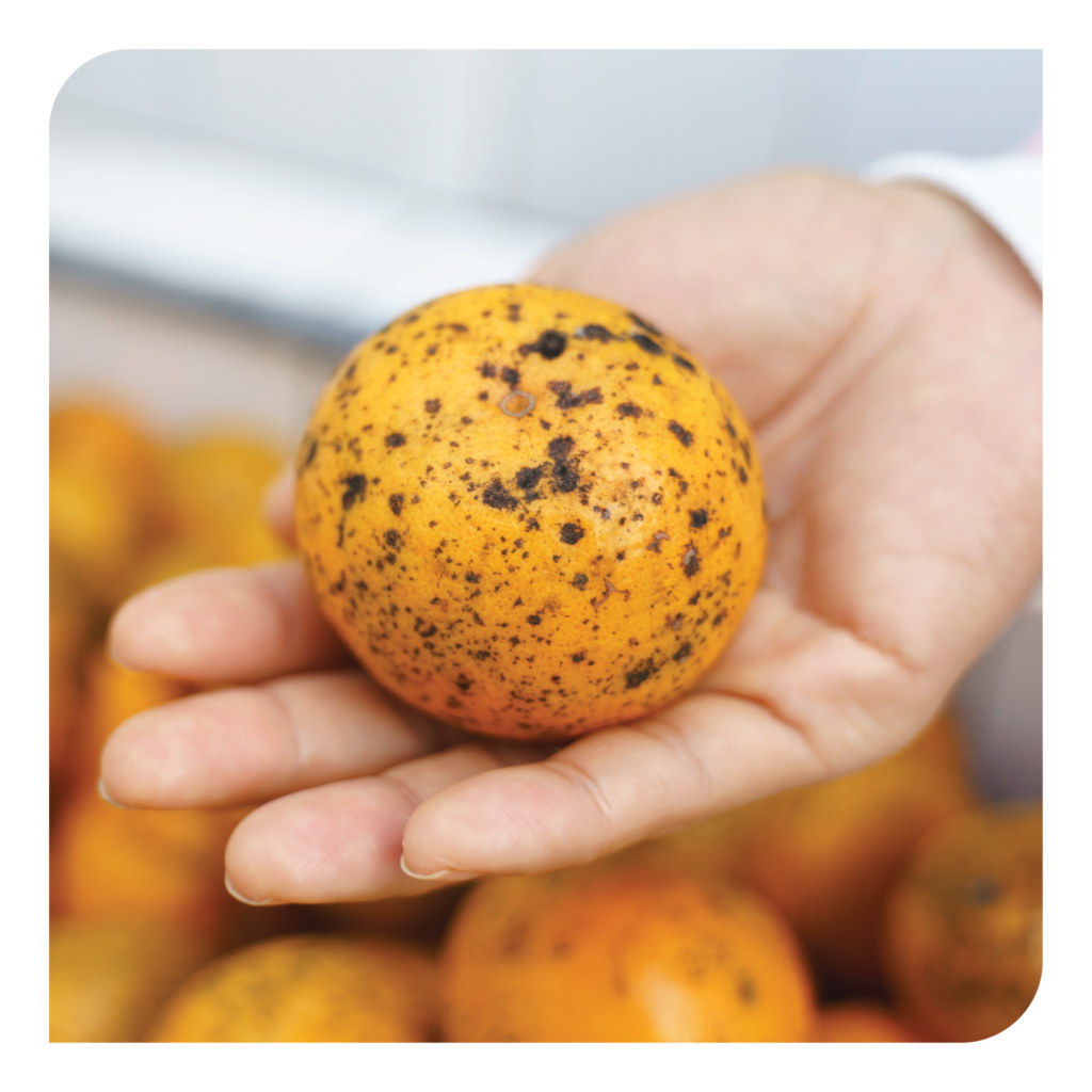 Citrus Black Spot