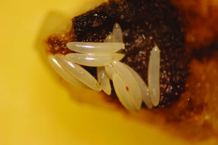 Phytosanitary Pest Focus: Fruit Flies | River Bioscience